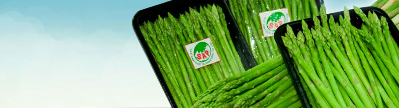 <a href='productDesc.php?id=V007'><i>thainame</i>Nor mai farang  (หน่อไม้ฝรั่ง) <br><i>commonname</i>Asparagus <br><i>Season</i>Around year <br></a>